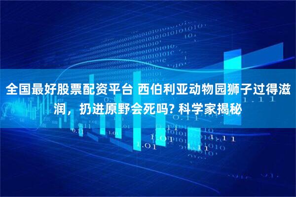 全国最好股票配资平台 西伯利亚动物园狮子过得滋润，扔进原野会死吗? 科学家揭秘